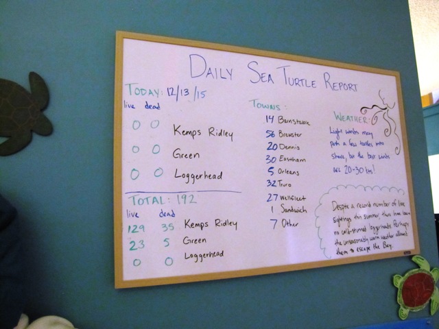 Our daily turtle count in the sanctuary's exhibit hall