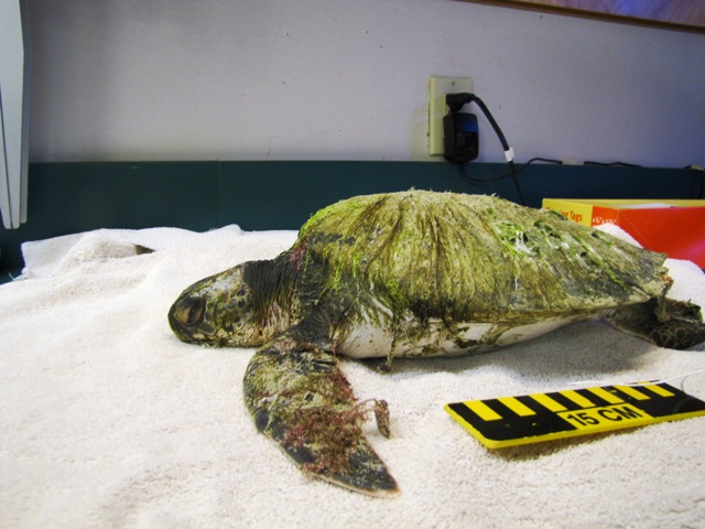 First green sea turtle of the season.