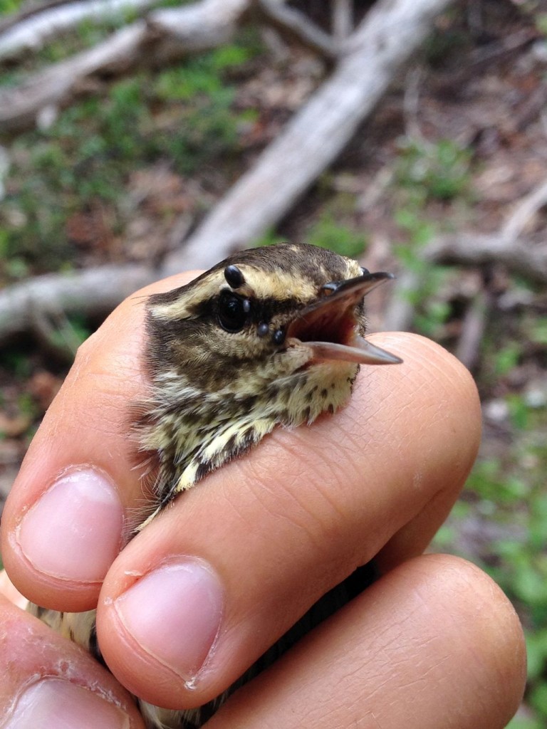 A tick-infested Northern Waterthrush