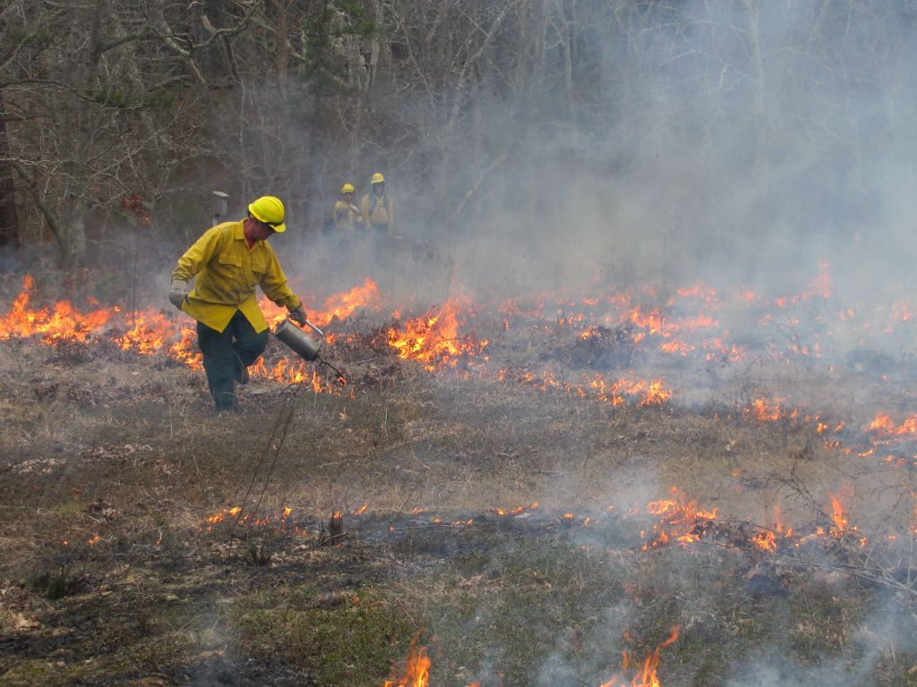 James Nielsen burns the dorm field with help from National Seashore burn expert Dave Crary and an AmeriCorps crew.