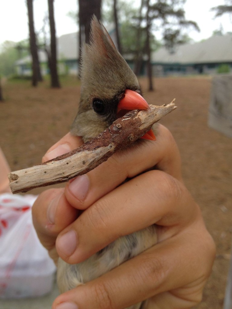 Cardinals have very serious bills: good for crushing seeds and fingers.
