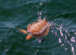 Loggerhead sea turtle (photo by Amy Warren).