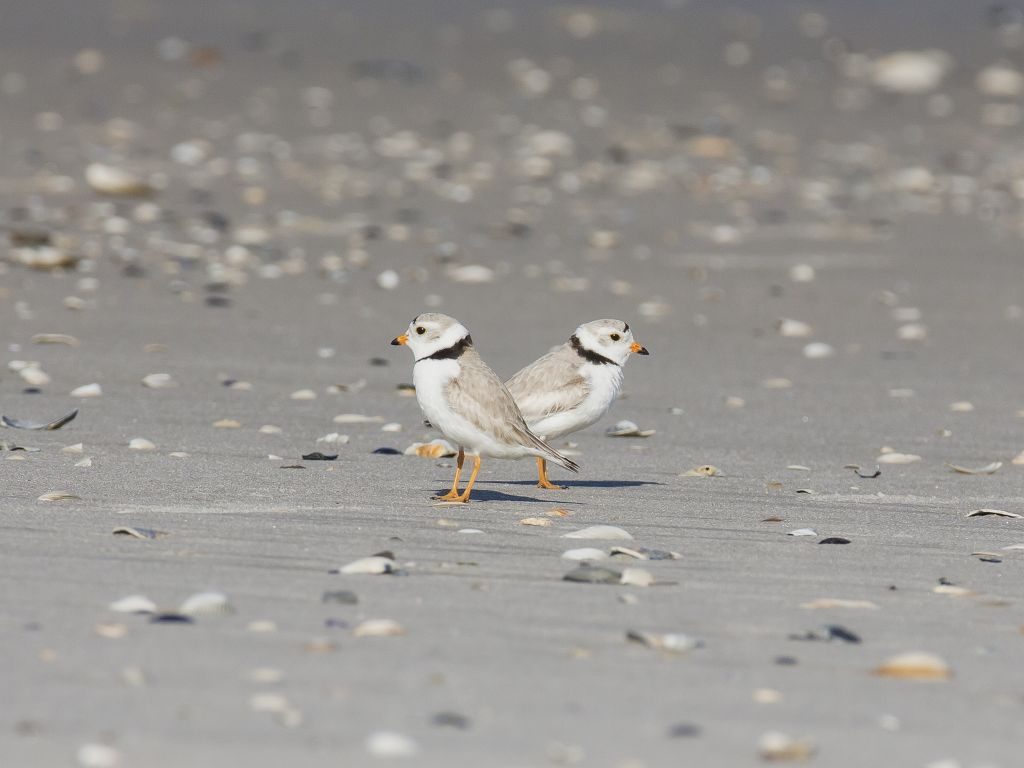 Pair of Plovers (photo by Carol Duffy).
