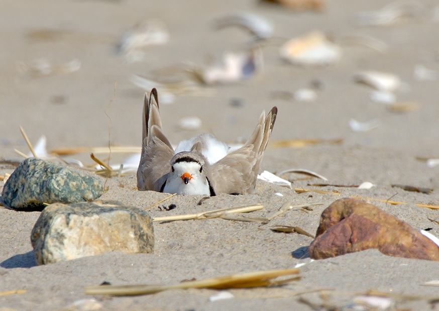 Male plover scraping (photo courtesy of Jim Fenton)