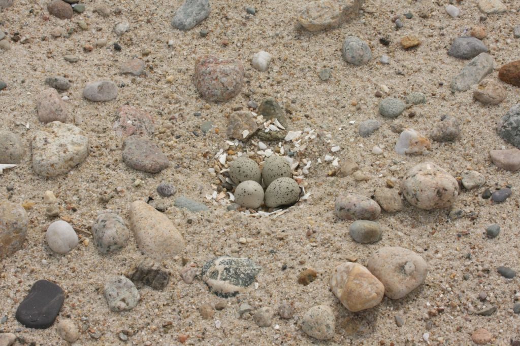 Classic four-egg Piping Plover nest (photo by Ben Carroll)