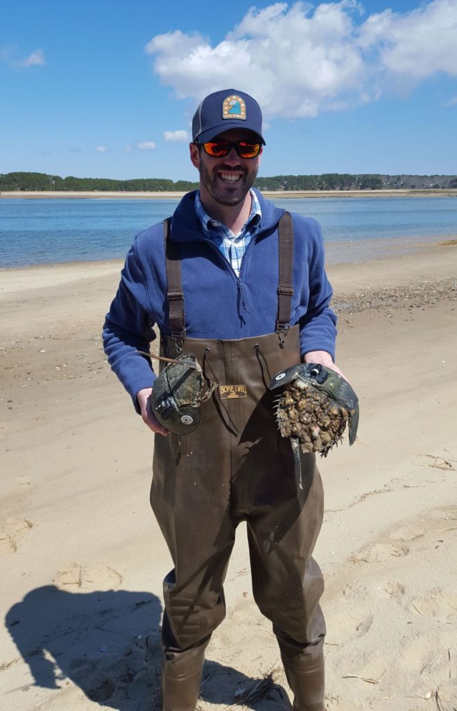 Mike Long, a Masters candidate at UMass, Amherst is in the second of a 2-year study of horseshoe crabs funded by the Massachusetts Environmental Trust.