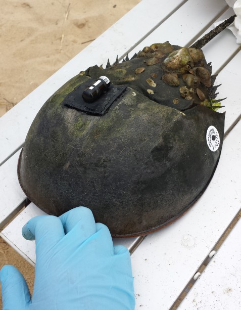 This horseshoe crab has a button tag on the left side of its carapace and an acoustic tag on top of it.