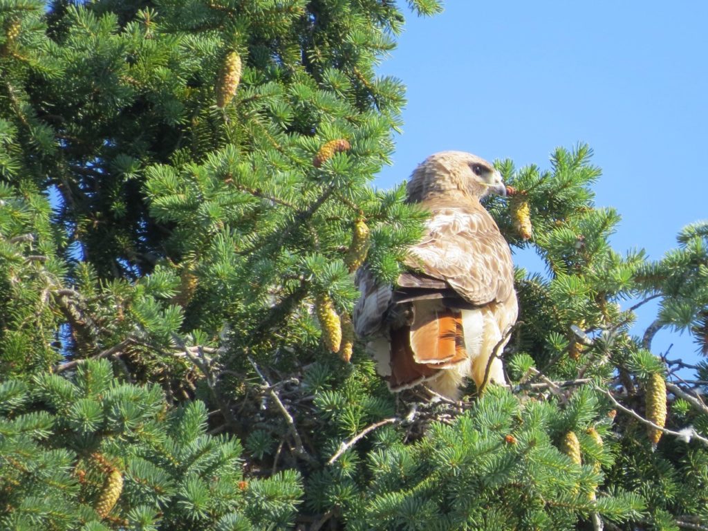 Mama Hawk. Female Red-tailed Hawks are usually larger than males (photo by Jeannette Braggert).