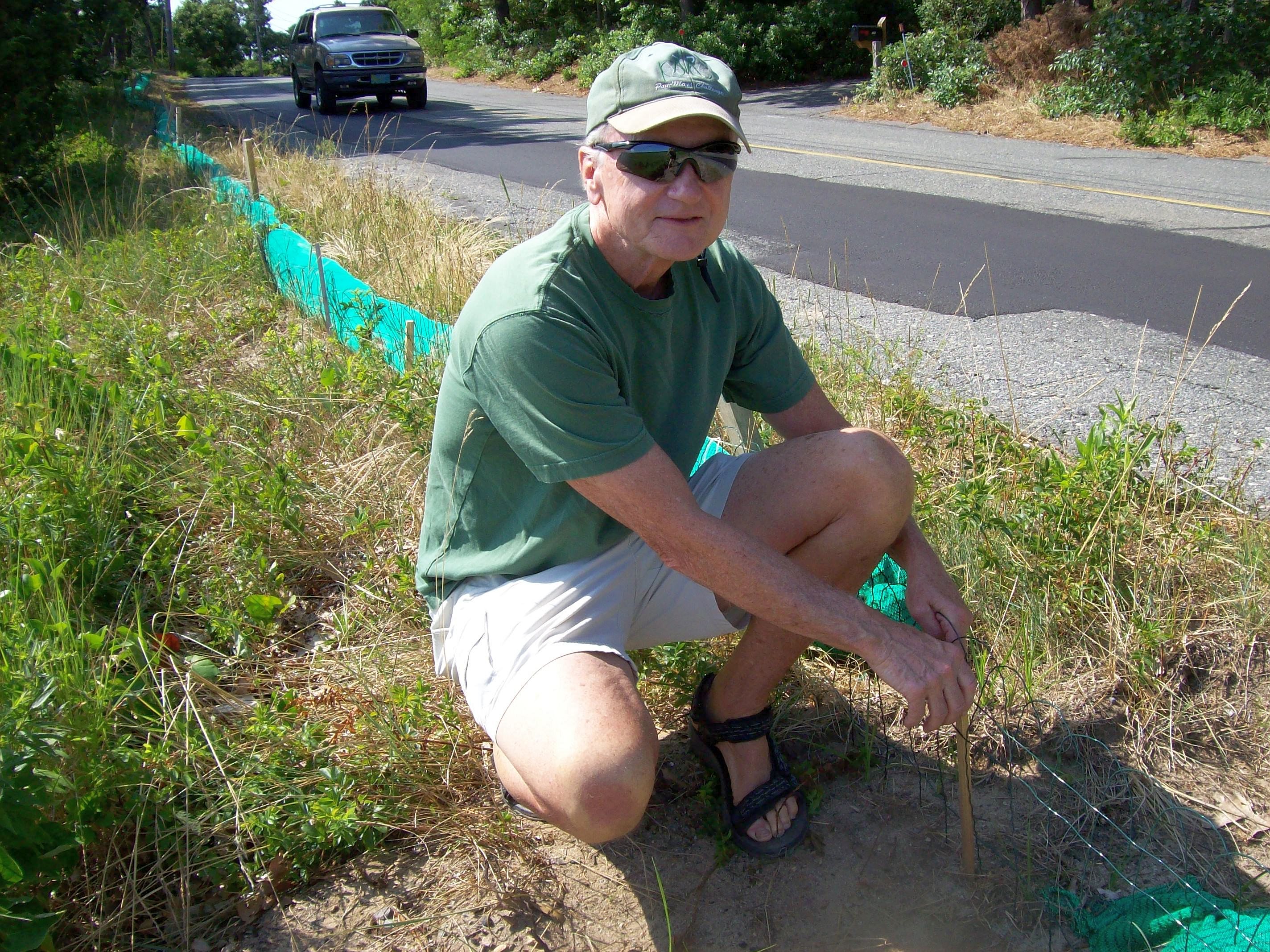 Turtle Volunteer Bill Allan installed simple white garden fencing to keep nesting-minded terrapins from crossing a very busy road in Eastham.