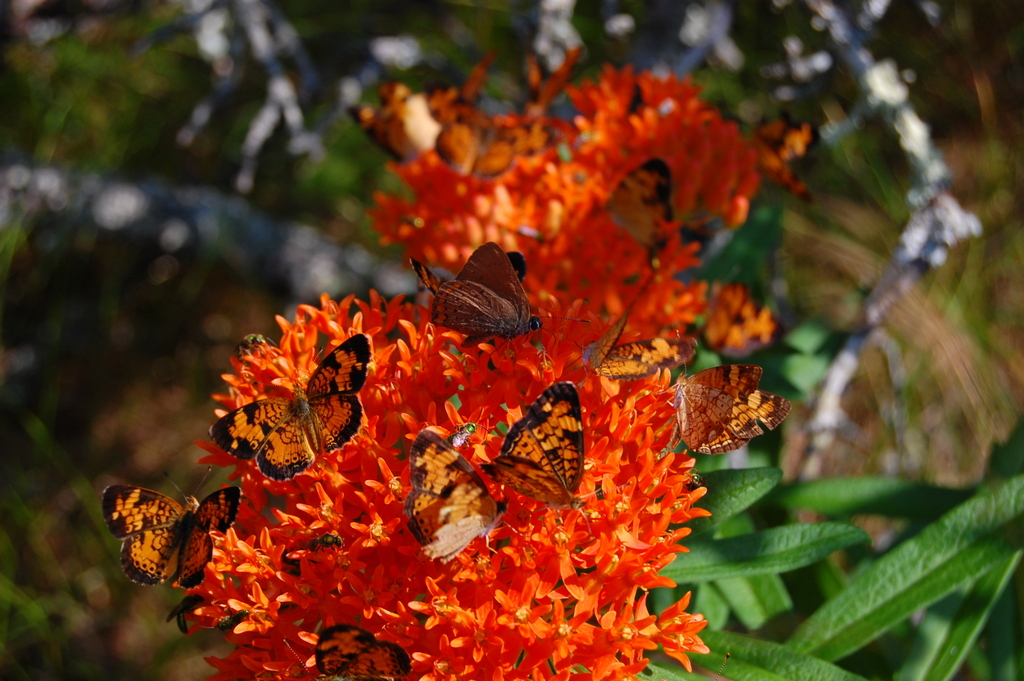 Butterfly Weed is a magnet for these American Coppers and... (photo by Mark Faherty)