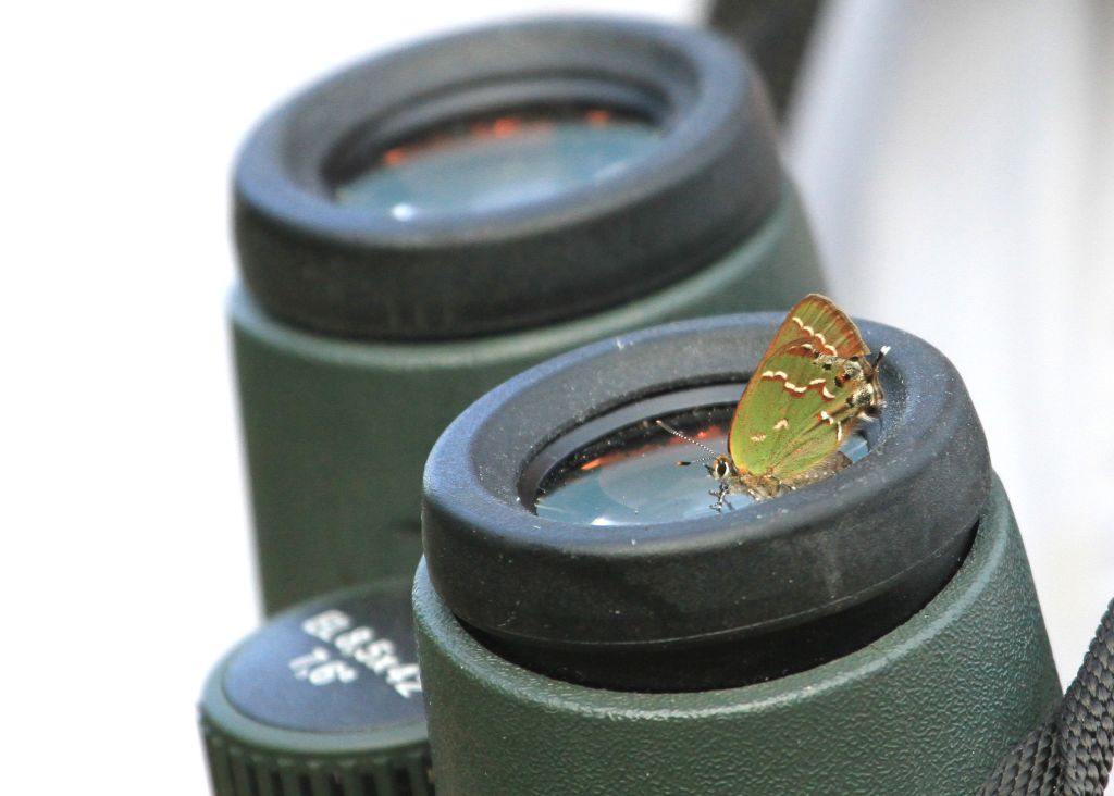 This lovely little butterfly gave survey counters an extra close view! (photo by Mark Faherty).
