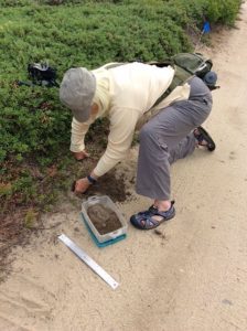 Nancy Rabke relocates a terrapin nest to a safer spot on Lieutenant's island (photo by Sue Reiher)
