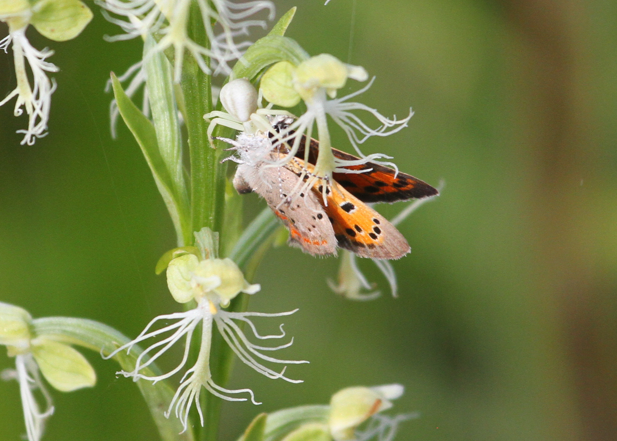 Crab spider (all white at the top of the butterfly) makes a meal of an American Copper.