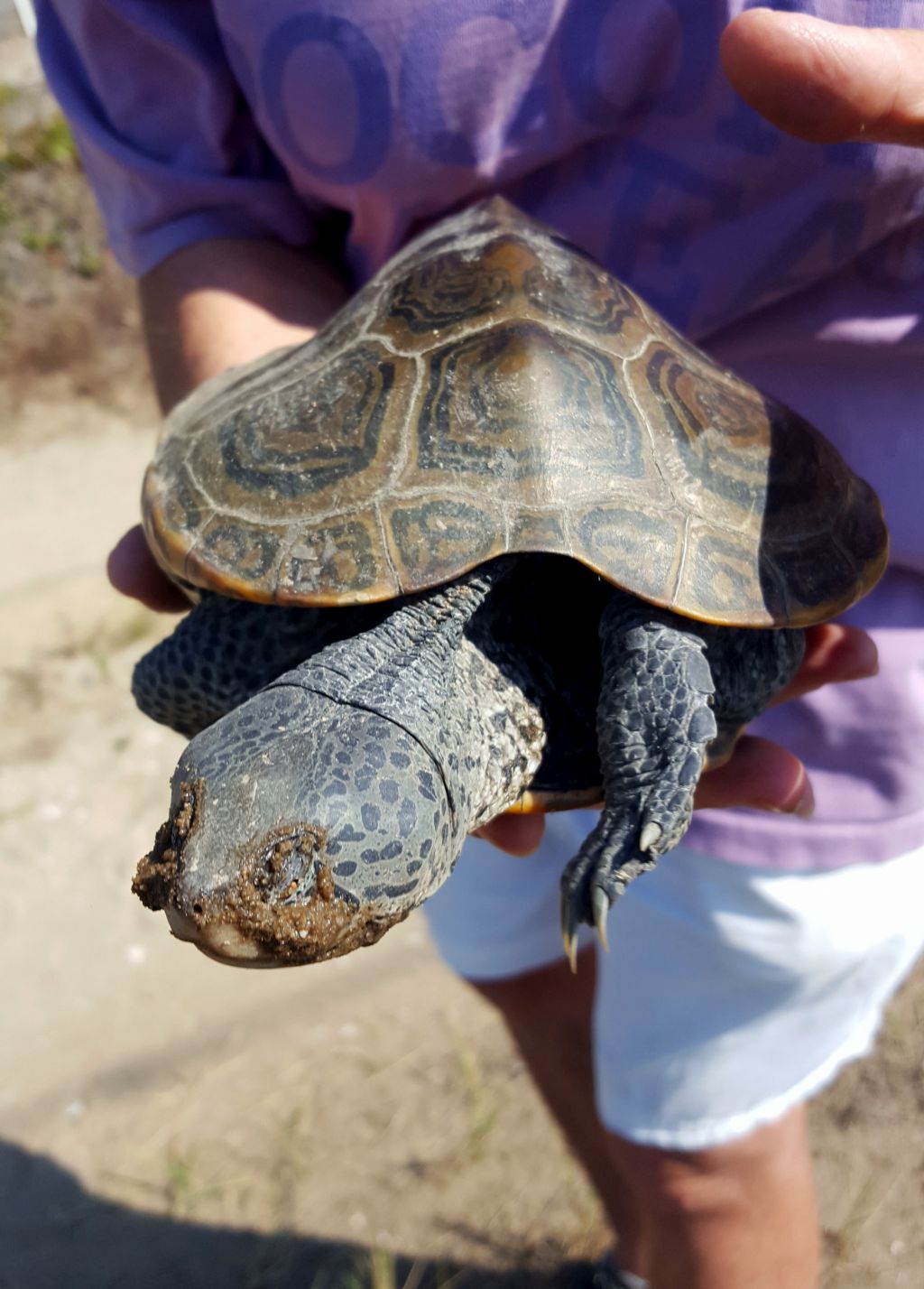 Female terrapin right after nesting with a face full of dirt from testing the soil conditions. (photo by Olivia Bourque).
