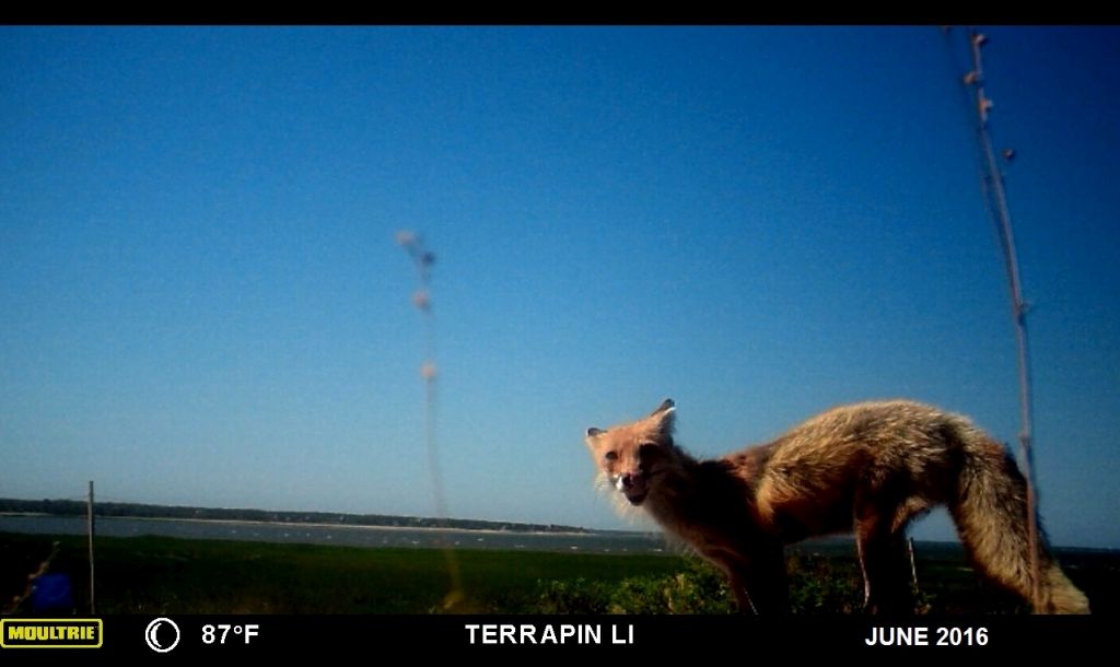 Skinny fox licking her lips after eating terrapin eggs at Lt. Island)