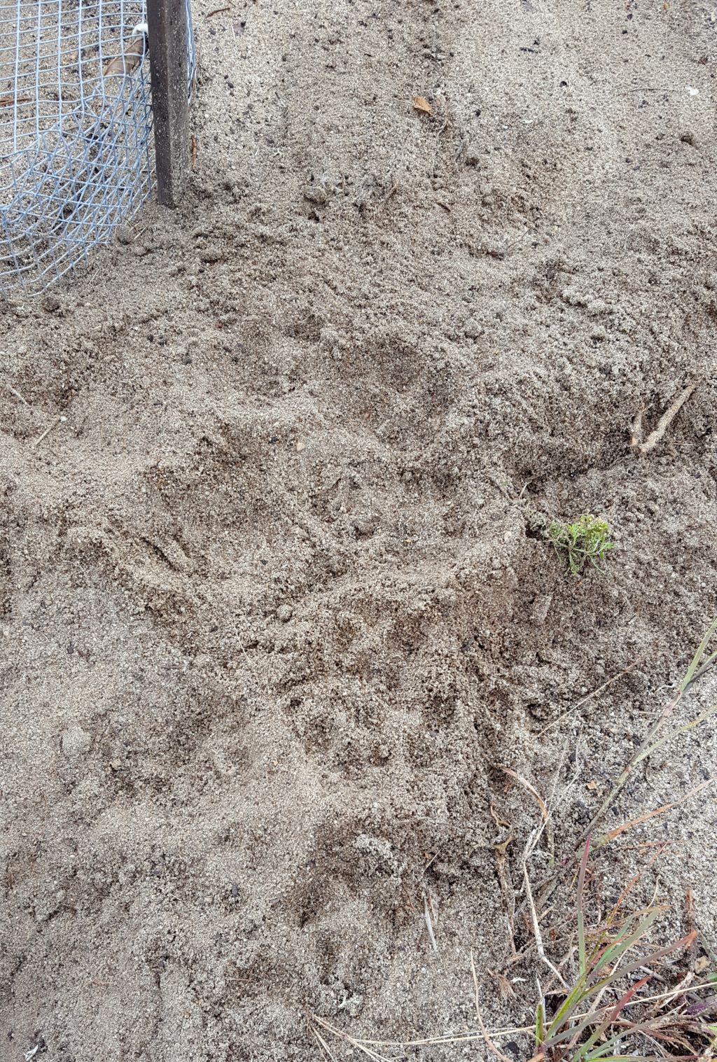 Fox tracks next to a protected nest in a turtle garden