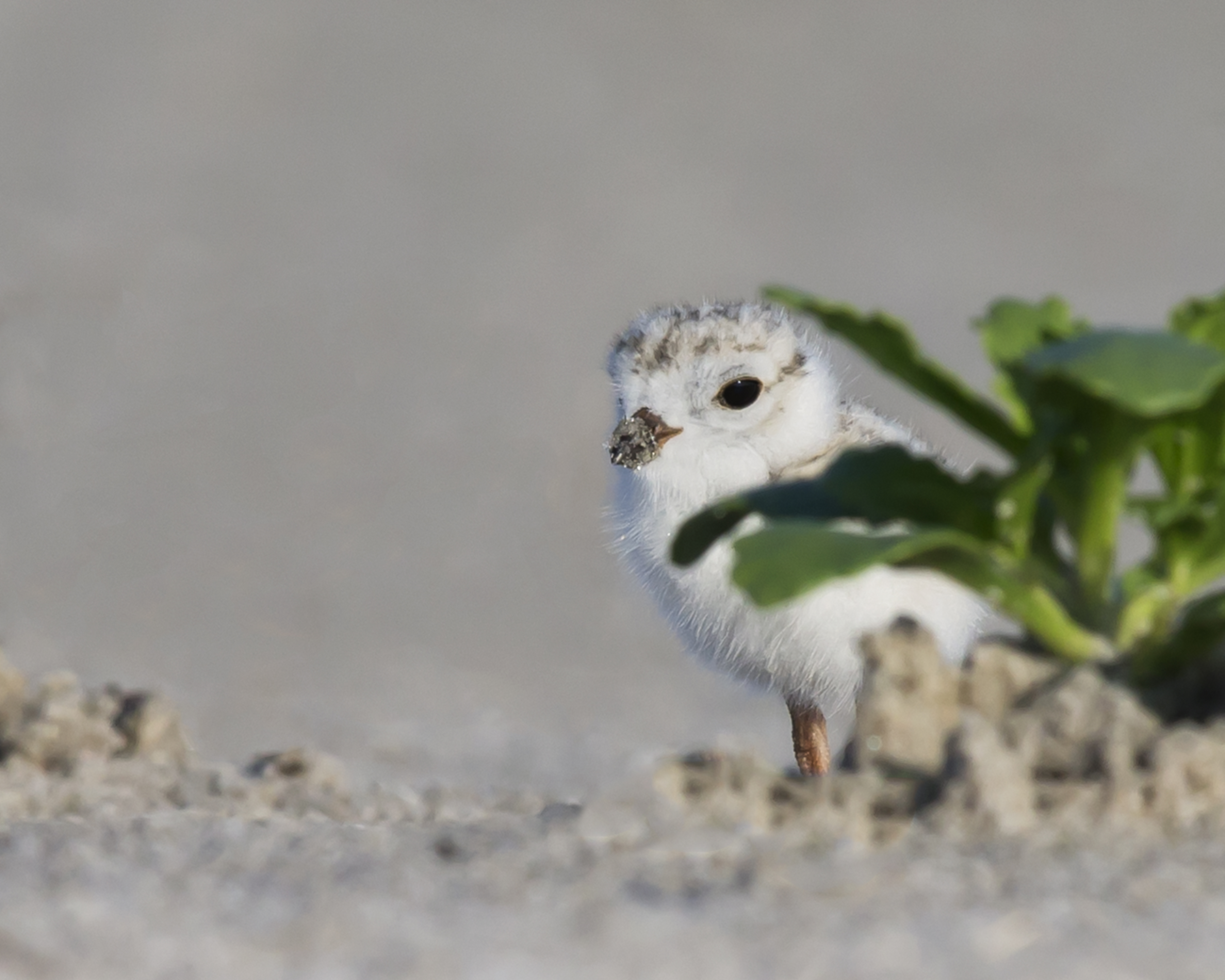 “How are the Plovers Doin’?” A Summary of Our Piping Plover Nesting