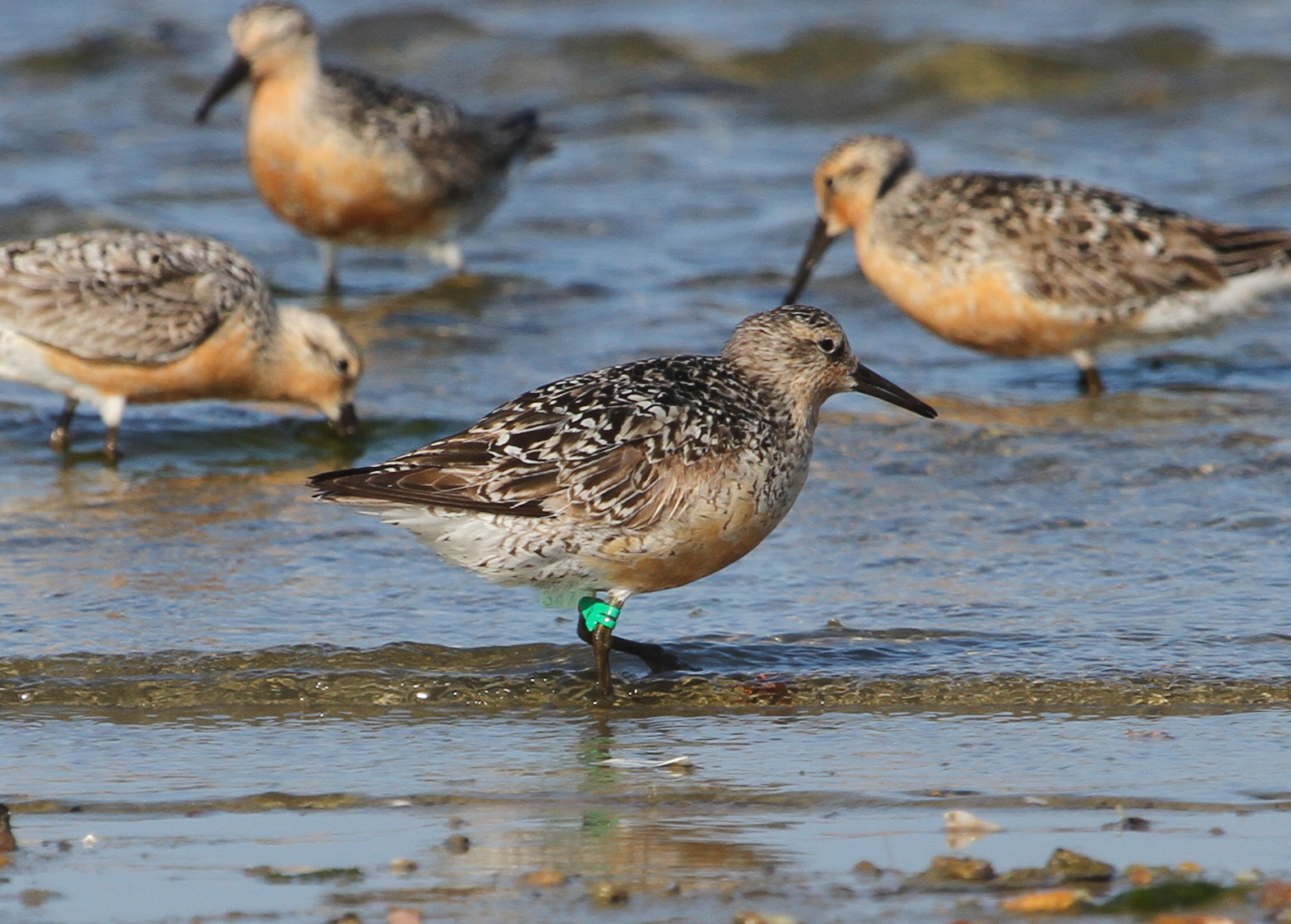 Red Knot with a geolocator that sends a signal periodically, allowing it to be tracked as it travels. (Photo by Mark Faherty).