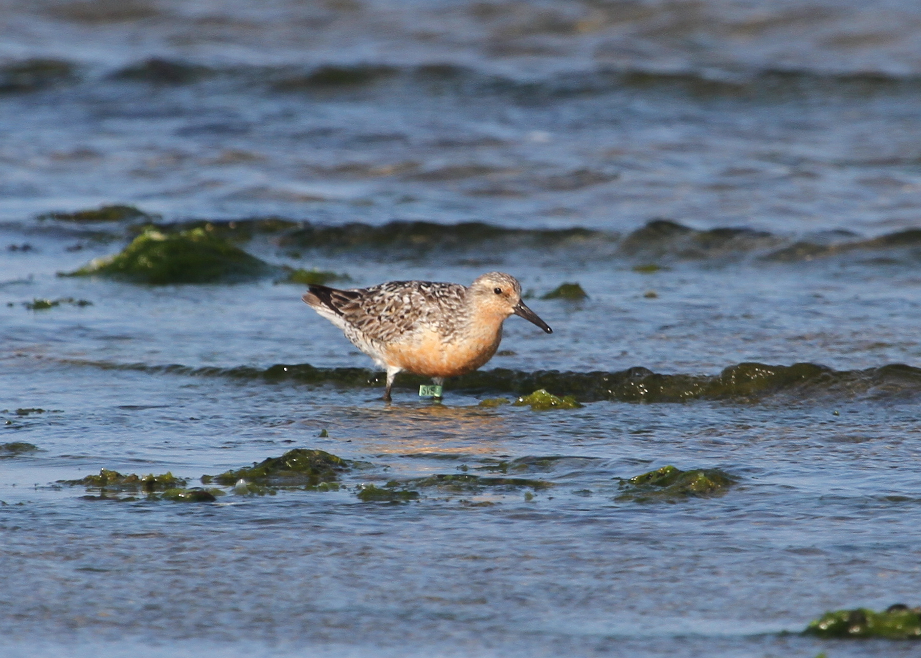 A Red Knot banded with a light green flag with the code 5VE, banded in Delaware in 2015 (Photo courtesy of Mark Faherty)