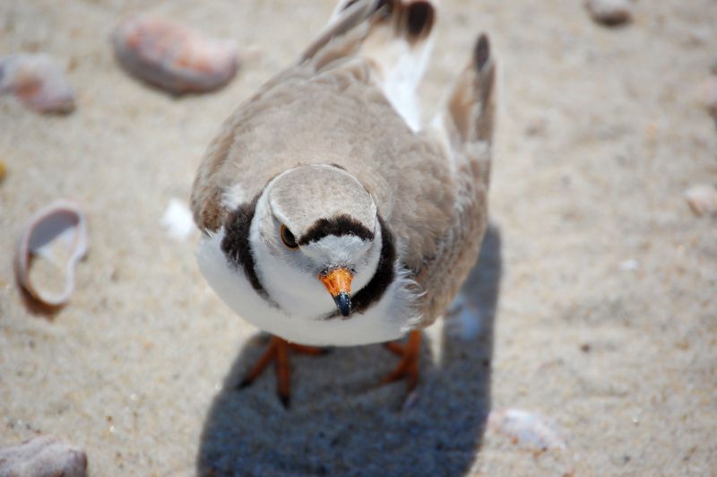 “How are the Plovers Doin’?”: A Summary of Our Piping Plover Nesting ...