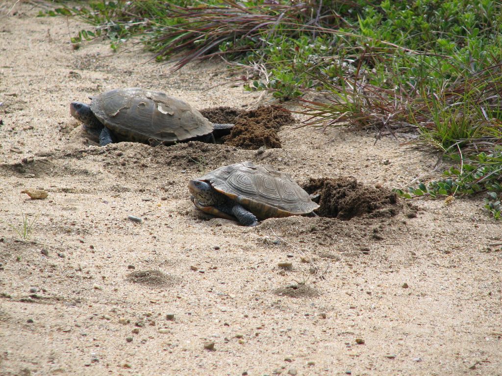 Terrapins get down to the business of nesting (photo by Bill Allan).