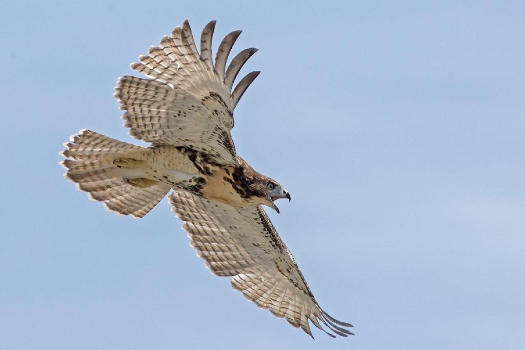 Red-tail Reality | Field Notes from the Cape