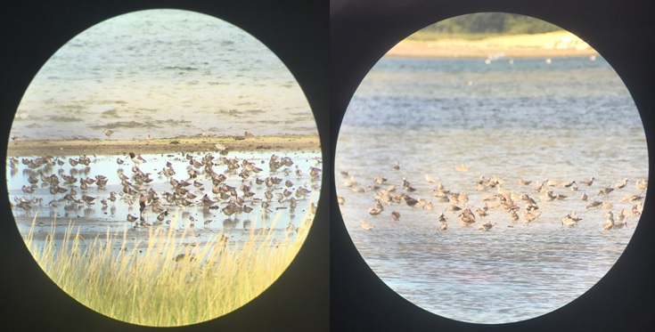 digiscoped images