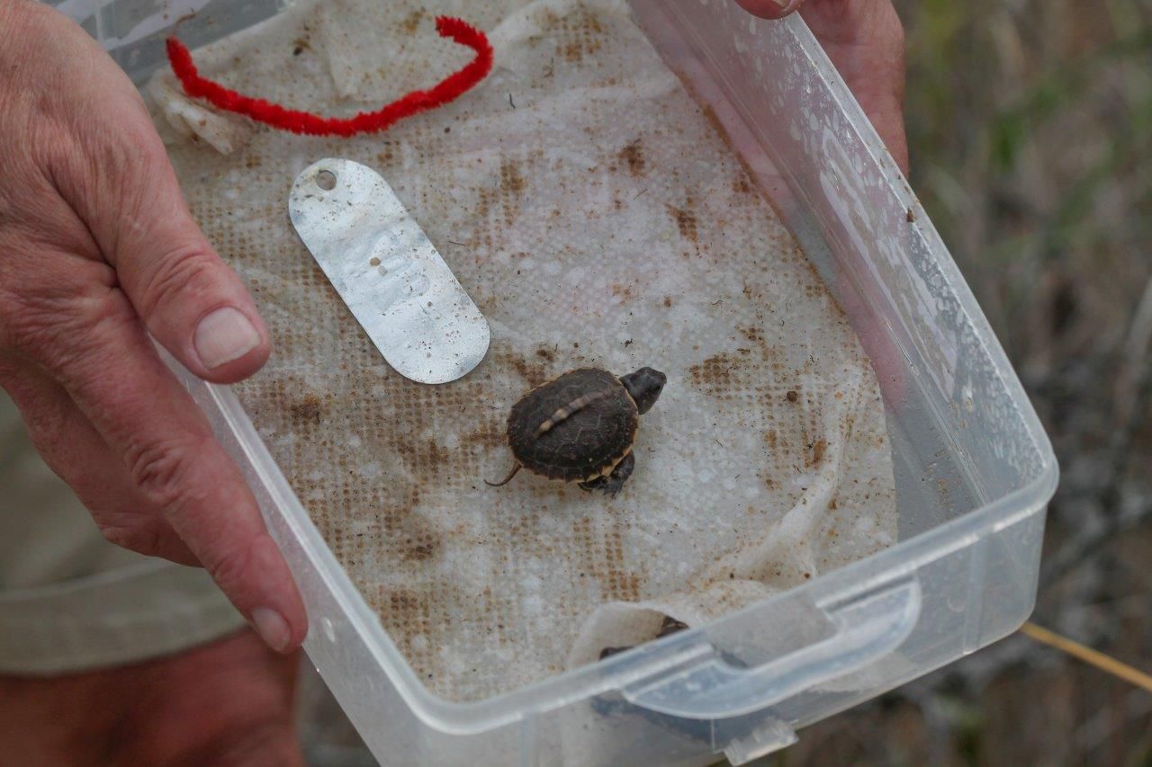A box turtle hatchling, fresh from the nest. (Photo by Susan Newlin)