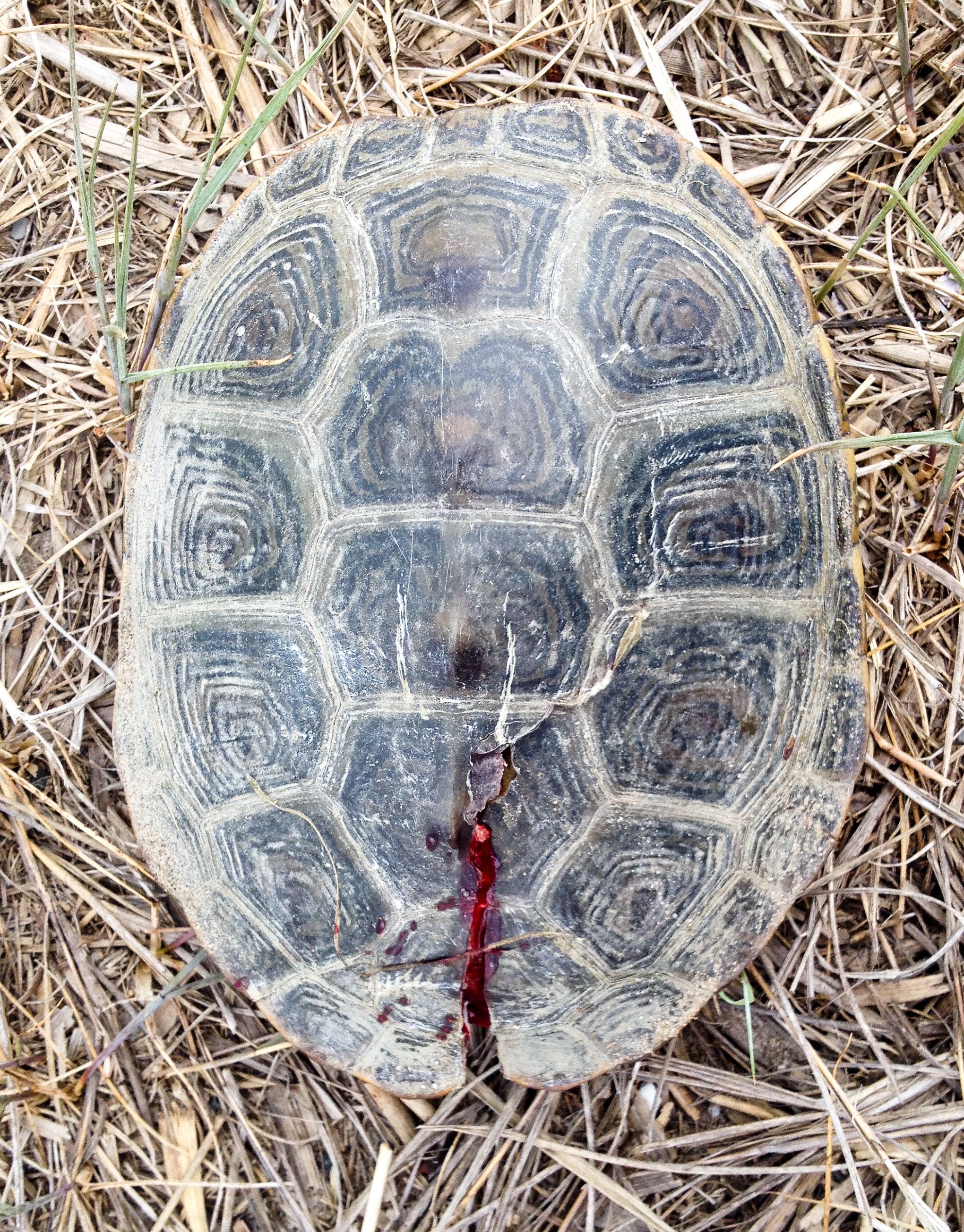 Terrapin after being run over. Despite the blood, Karen knew this turtle had a good chance of surviving.