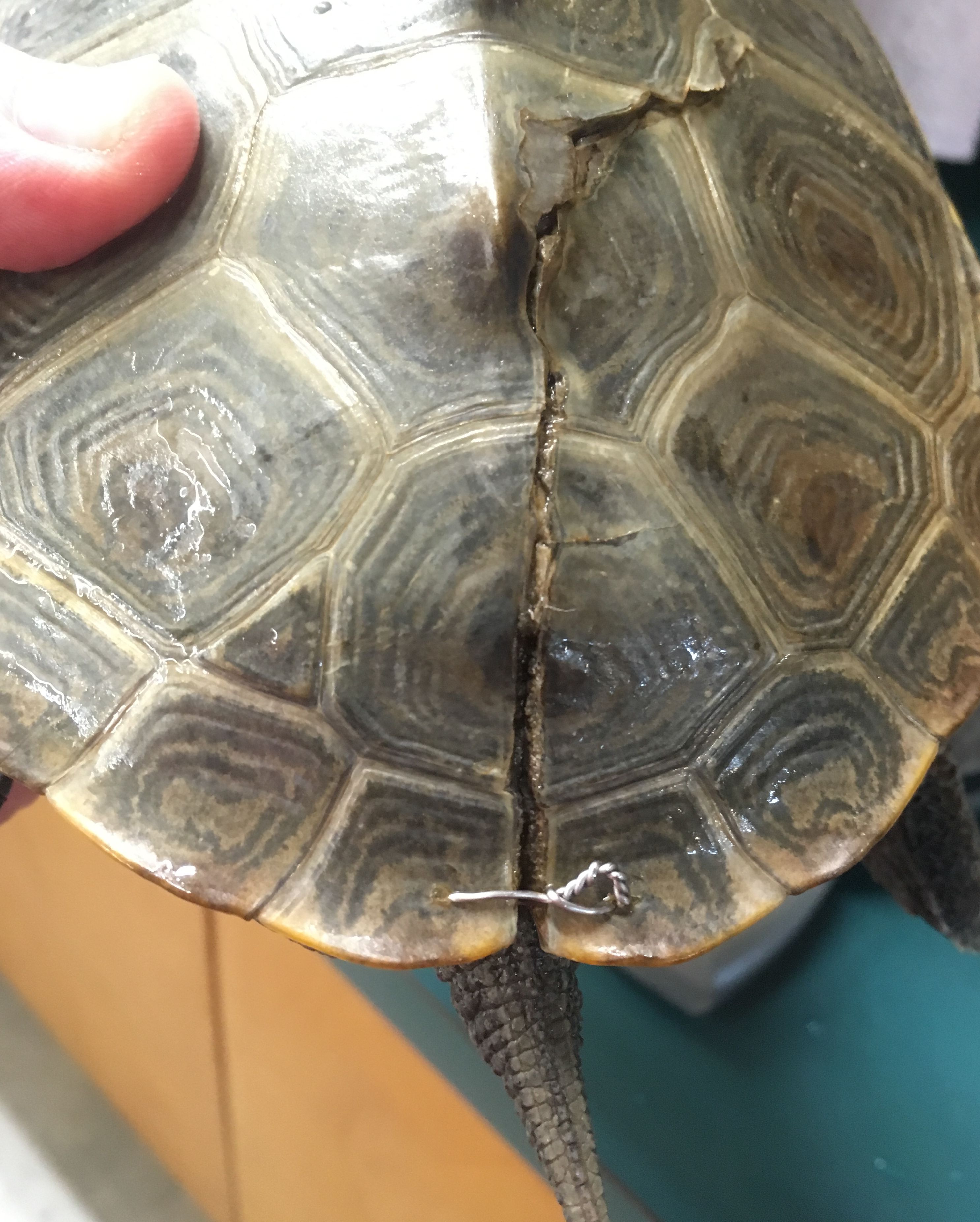 The suture pin will allow the split carapace to heal on its own.
