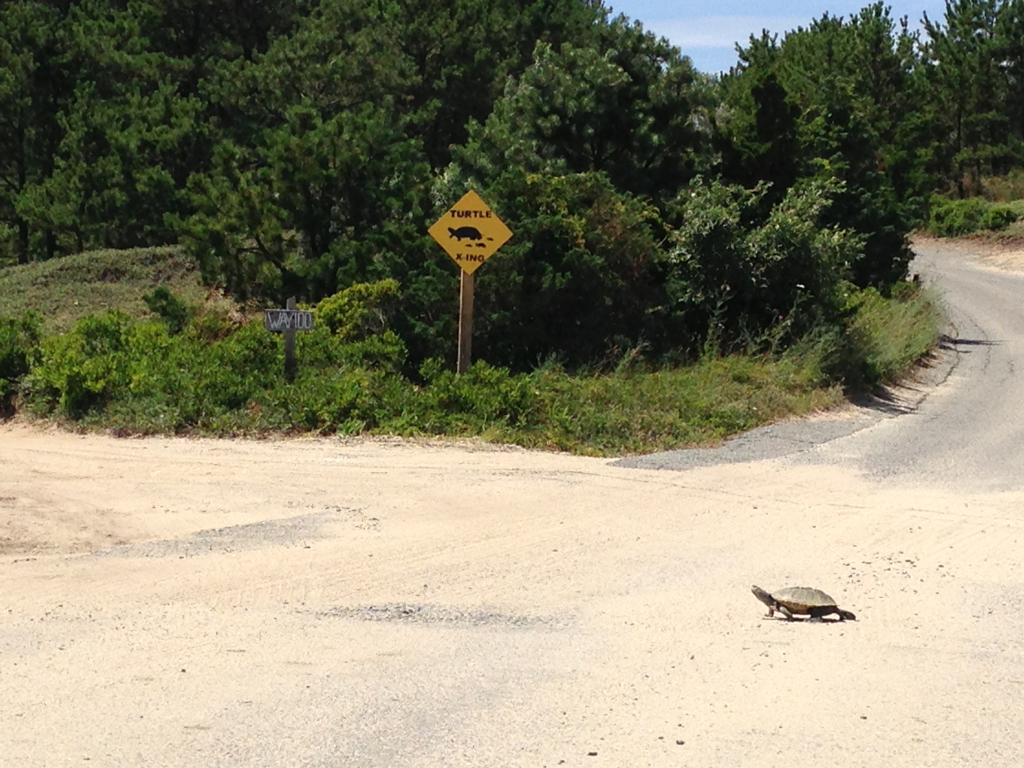 Terrapin crossing road to or from nesting.