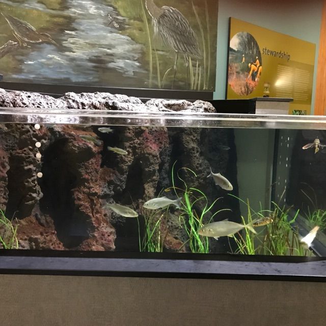Thanks to Wellfleet bay's aquarist Zach Ouellette the fish tanks are clear and tranquil.