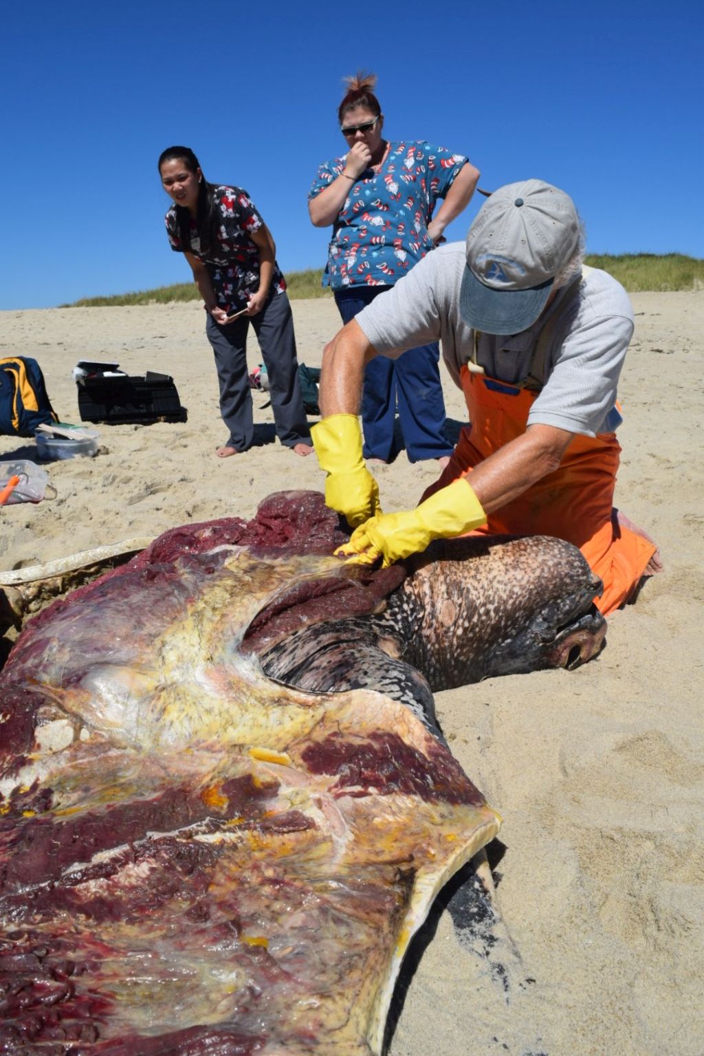 Bob Prescott necropsies a stranded leatherback on Muskeget Beach, Nantucket. This turtle was PIT tagged, but we're still researching where and when it was tagged. (photo by Olivia Bourque) 