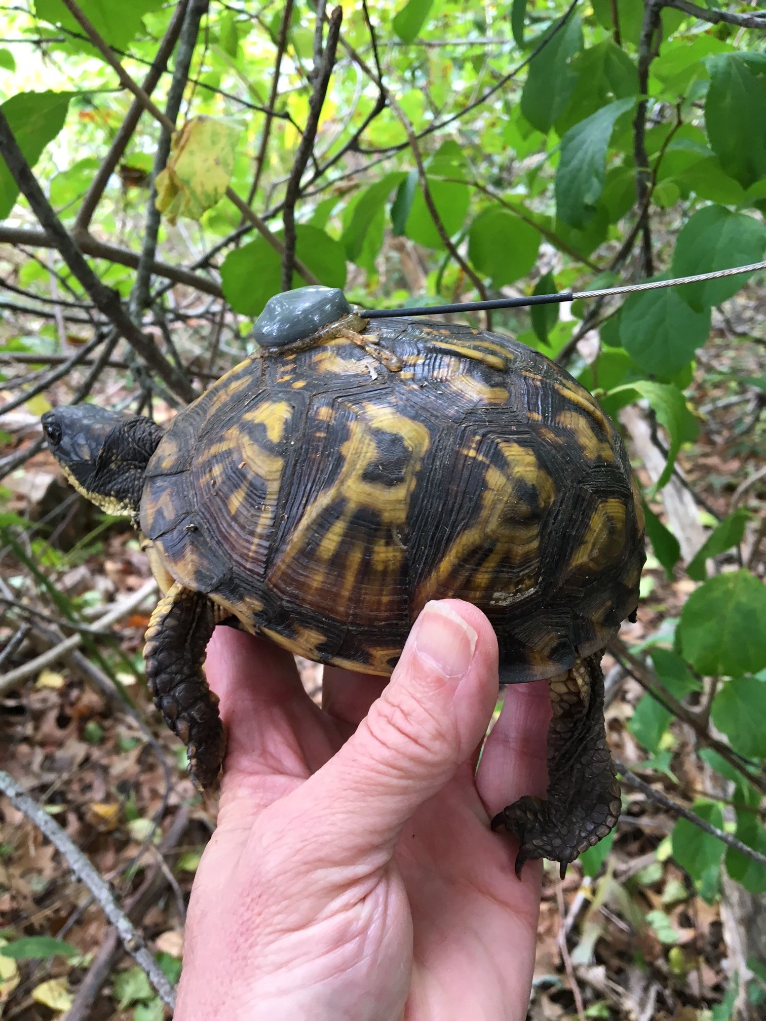 Box Turtle 709 with her radio transmitter attached. (photo by Tim O'Brien)