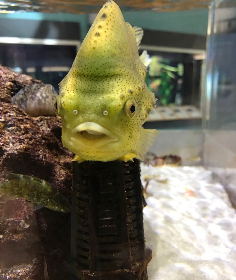 This Lumpfish has grown a lot and may be ready for a bigger home (photo by Zach Ouellette).