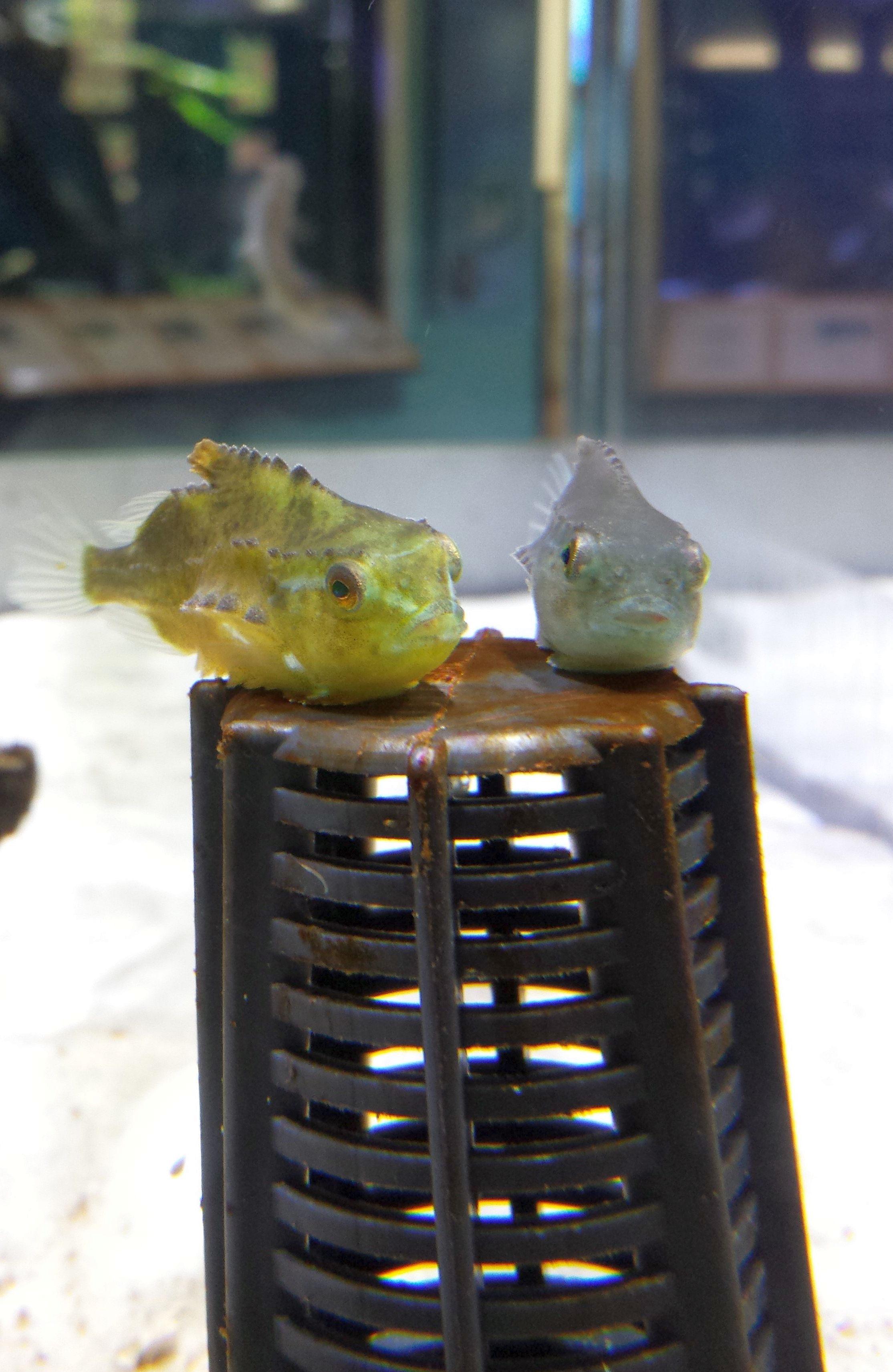 Young Lumpfish attach to structures to catch whatever planktonic food passes by.