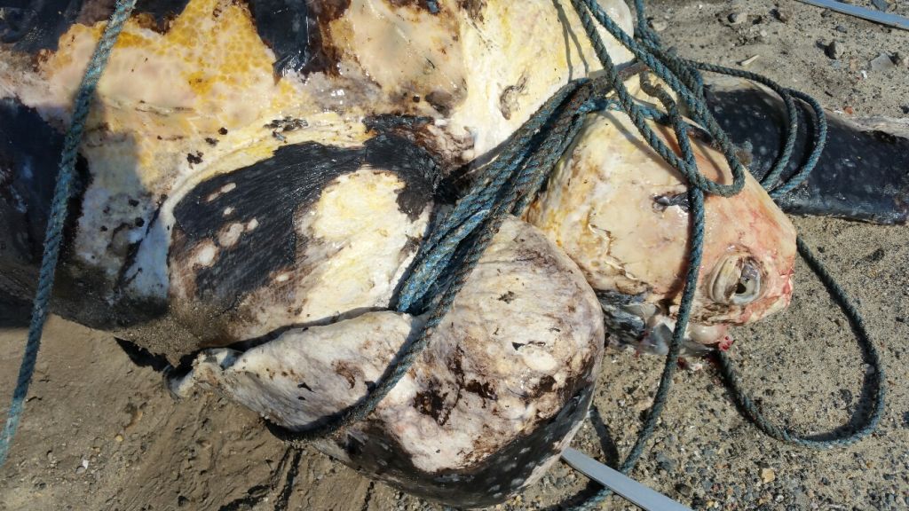 Entangled leatherback at Bass River in Yarmouth