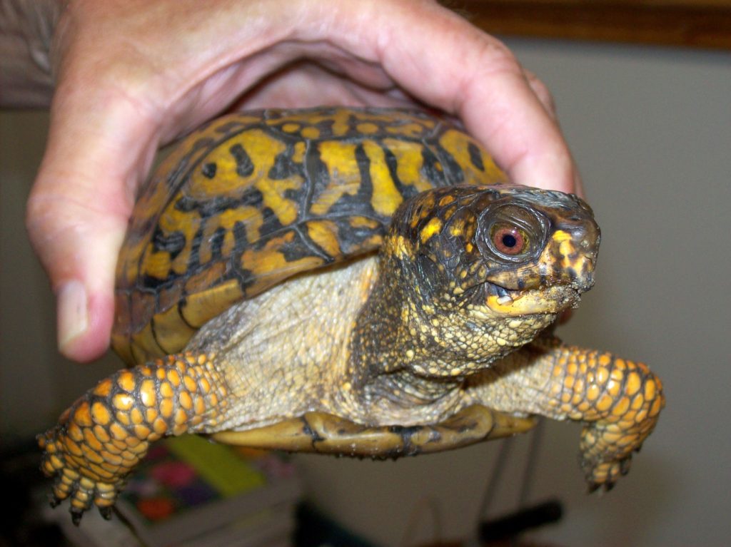 Box Turtle Travels at Wellfleet Bay | Field Notes from the Cape