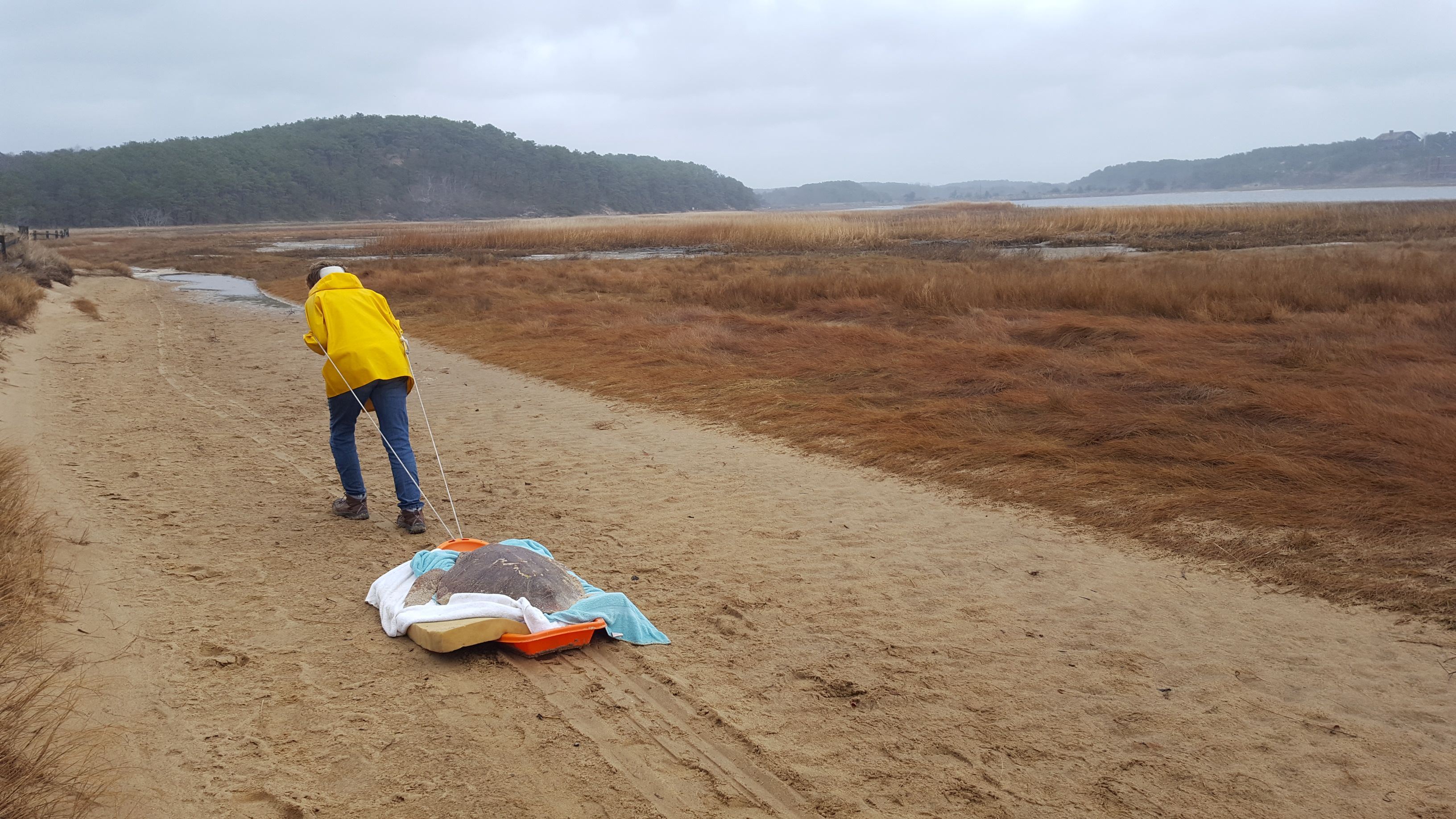 Turtle team member Karen Dourdeville takes a turn dragging this nearly 95 pound loggerhead from more than 2 miles out on Wellfleet's Great Island.