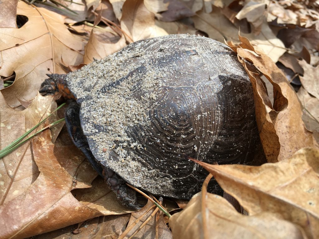 Sleeping Beauties – A Study Of Eastern Box Turtles In Winter 