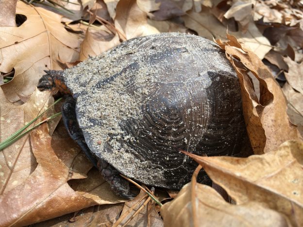 Sleeping Beauties – A Study of Eastern Box Turtles in Winter | Field ...