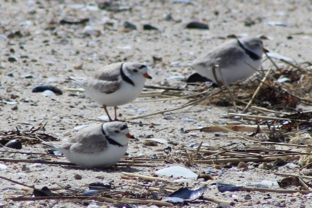 The Saga of Another Plover Summer | Field Notes from the Cape