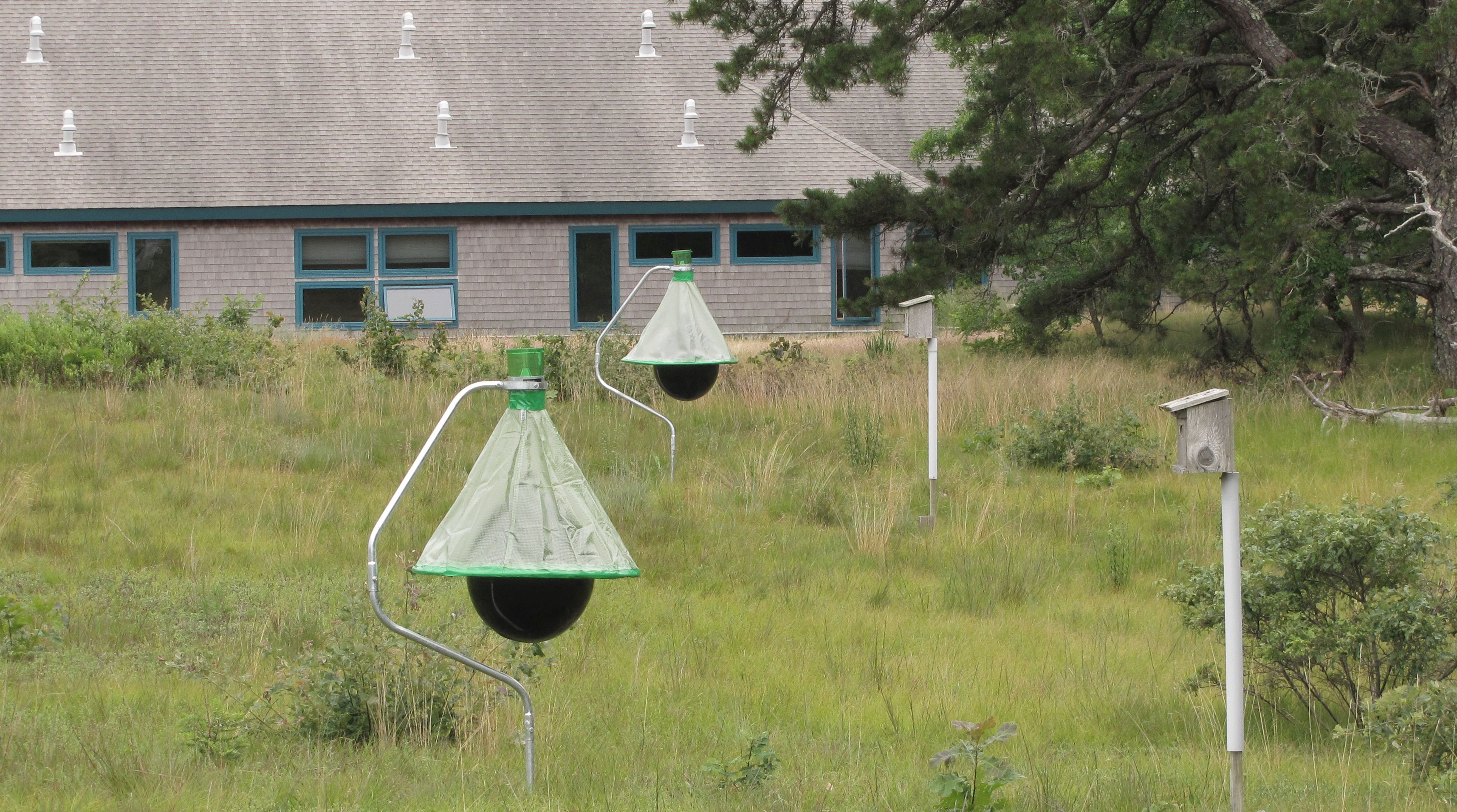 Blog - Ditch The Fly Traps For Good Inside Your Boise Home!