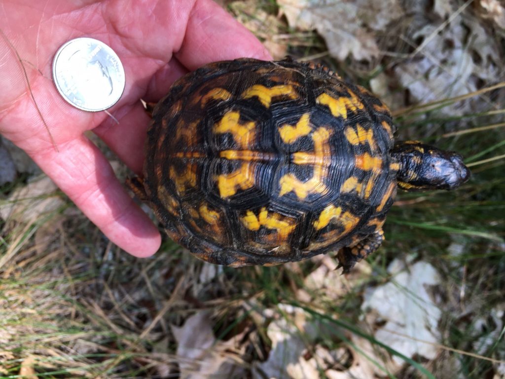 What’s Up with Wellfleet Bay’s Box Turtles | Field Notes from the Cape