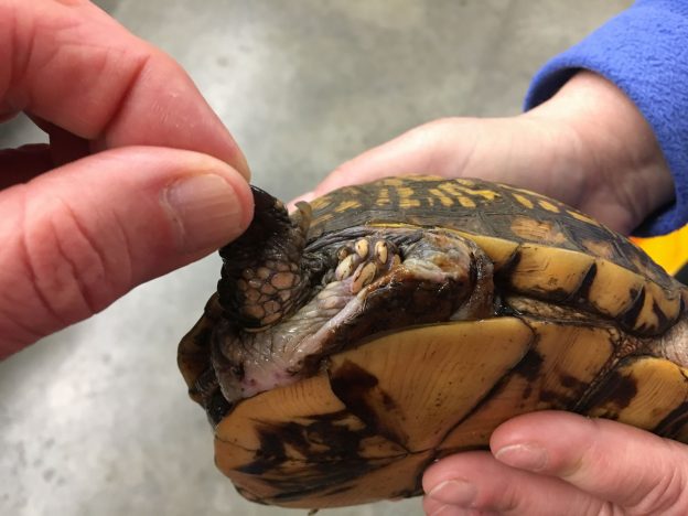 What’s Up With Wellfleet Bay’s Box Turtles 