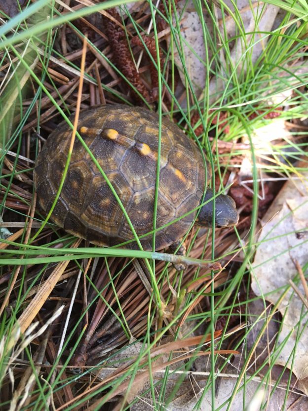 What’s Up with Wellfleet Bay’s Box Turtles | Field Notes from the Cape