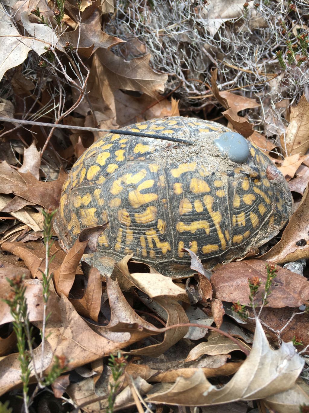 Do Eastern Box Turtles Hibernate?