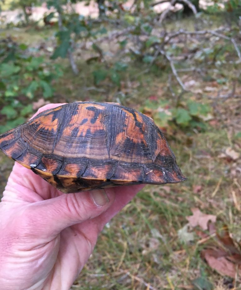 Connecting the Dots … and Reducing Stress for Sanctuary’s Box Turtles ...