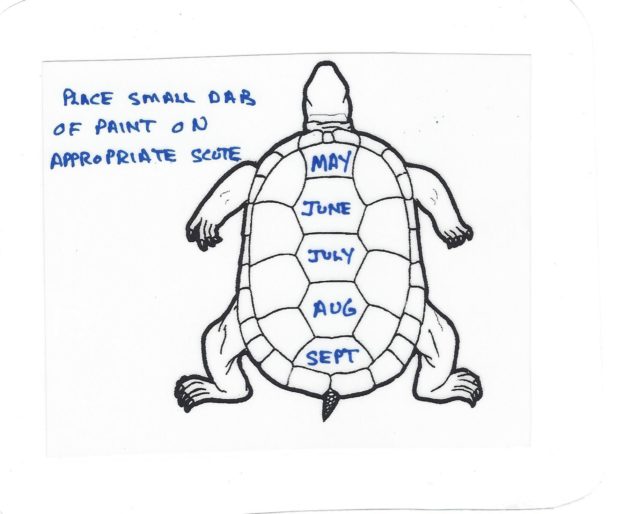 Connecting the Dots … and Reducing Stress for Sanctuary’s Box Turtles