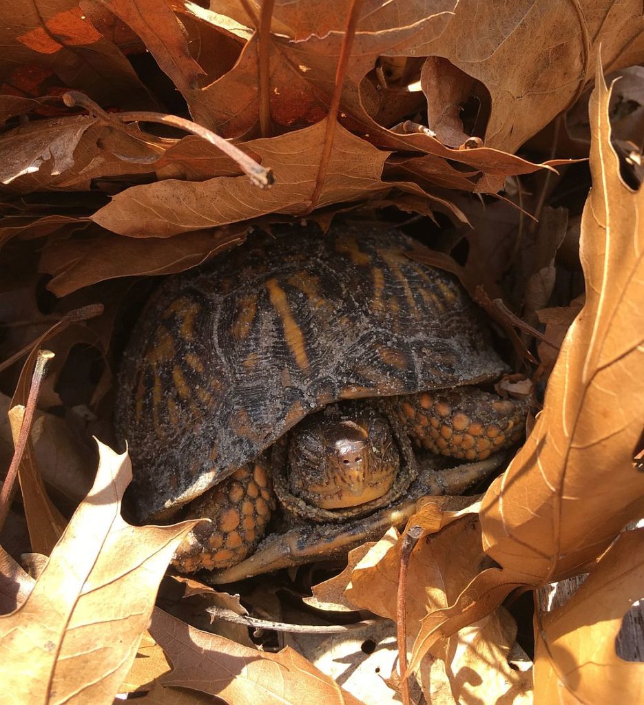 hibernating turtles